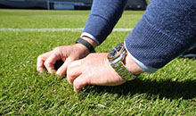 4turf® leads the way in tetraploid perennial ryegrasses
